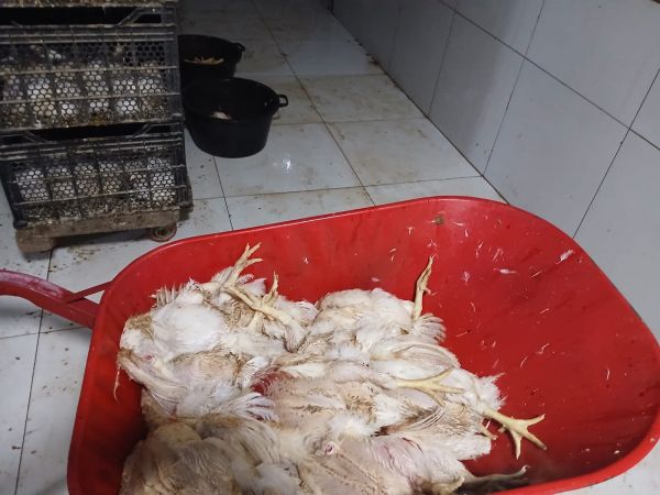 Salyanda qanunsuz fəaliyyət göstərən quş kəsimi məntəqəsi aşkarlanıb