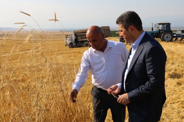Qaxda taxıl biçini işləri davam edir