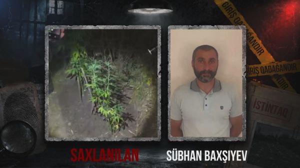 Ağsuda dağlıq ərazidə çətənə kolu yetişdirən şəxs saxlanılıb