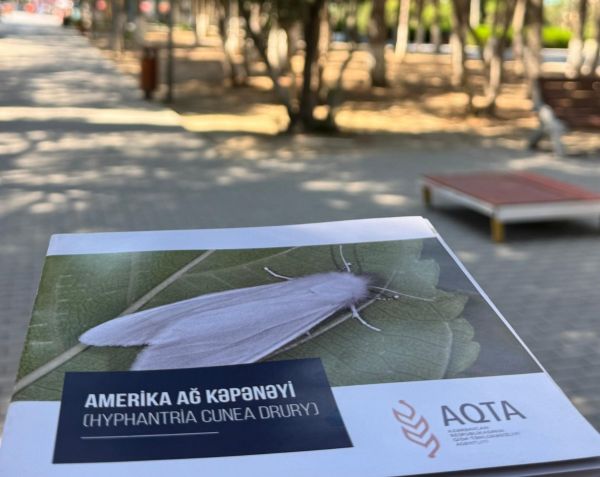 Amerika ağ kəpənəyinə qarşı fitosanitar monitorinqlər aparılıb