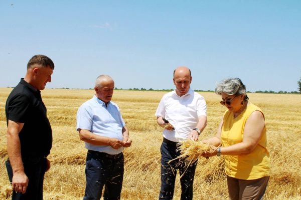 Qusar rayonunda taxıl biçini uğurla davam edir