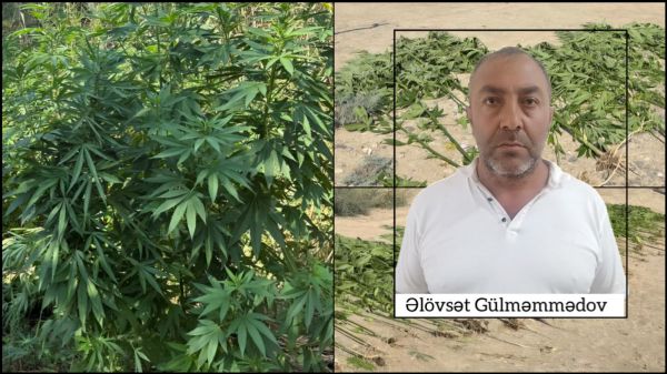 Polis çətənə bitkiləri aşkarlayıb