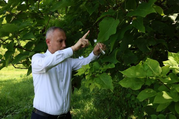 Azərbaycanda yetişdirilən samuray arıları ilk dəfə təbiətə buraxılıb