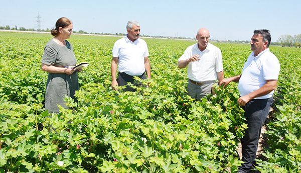 Pambığı "ağ qızıl" edən günəş, su, bir də əməkdir