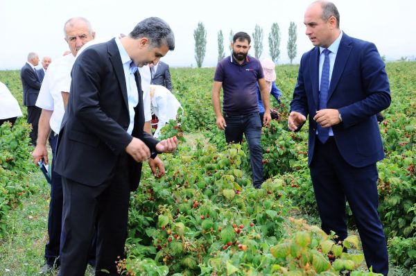 Yeni salınmış intensiv moruqçuluq təsərrüfatı ilə tanışlıq