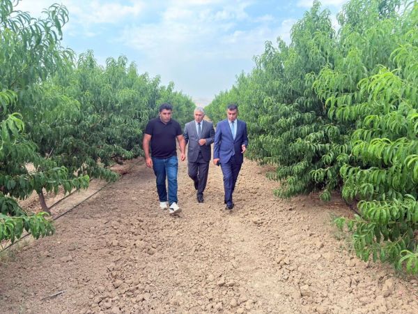 İcra Başçısı “Agrotop” MMC-yə məxsus meyvə bağında olub