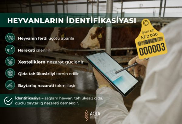 Heyvanların identifikasiyası nə üçün vacibdir?
