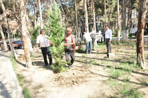 Abşeronda qurumuş ağacların götürülməsi və yerlərinə yeni tinglərin əkilməsinə başlanılıb