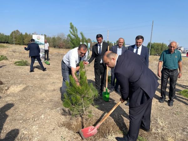 Ağacəkmə aksiyası keçirilib