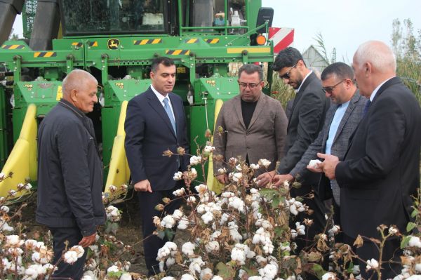 Yevlaxda pambıq yığımına başlanılıb