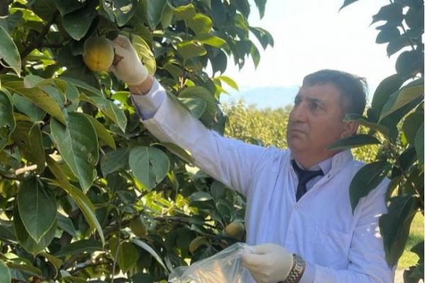 Zaqatalada xurma təsərrüfatlarında fitosanitar monitorinq aparılıb