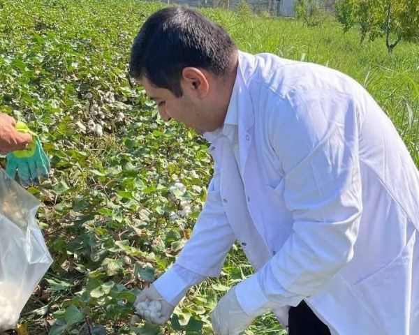 Pambıq əkin sahələrində fitosanitar monitorinq və maarifləndirmə tədbirləri keçirilib