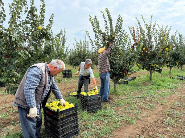 Aqrar Təlim Mərkəzinin mütəxəssisləri Tovuzda nümunəvi heyva bağı ilə tanış olublar
