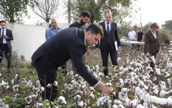 Neftçalada pambıq yığımı mövsümündə yüksək məhsuldarlıq gözlənilir