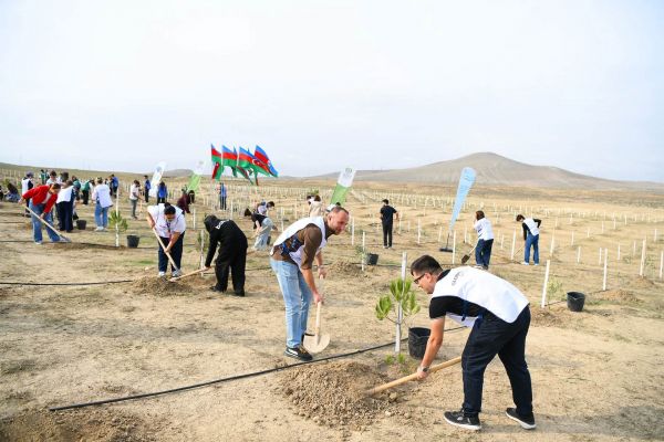 Müşfiqabad qəsəbəsində növbəti ağacəkmə aksiyası keçirilib
